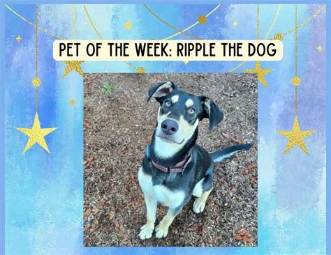 Pets Of the Week! 12/21/2025