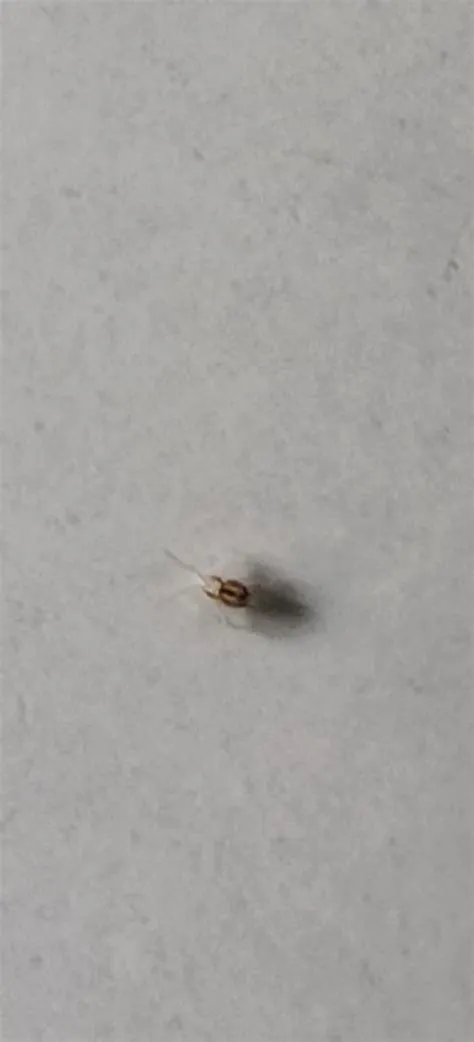 species identification - I have brown tiny bugs all over the house ...