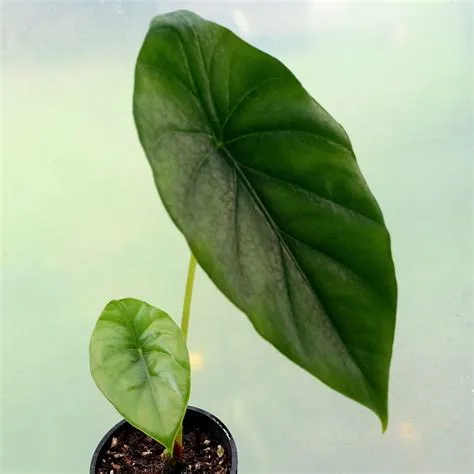 Alocasia Green Shield |S | 10cm - The Little Things