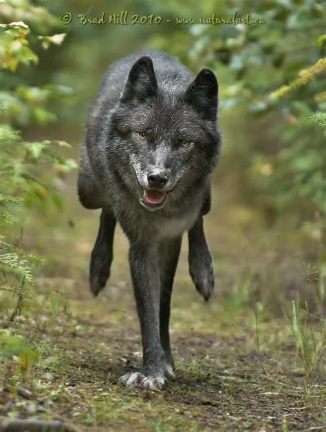 Natural Art Images: Image Galleries: Mammals: Wolves & Kin