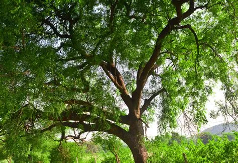 Uses Of Neem Tree Wikipedia at Shirley Vining blog