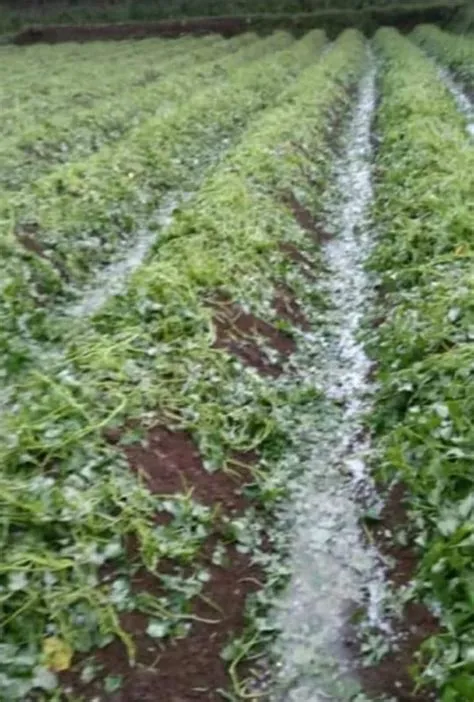 Bogor Hujan Es Batu - suluhnews.id