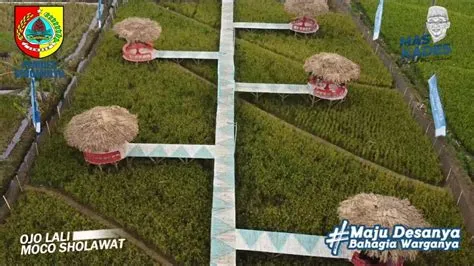 CAFE SAWAH SIDOMULYO ! - YouTube