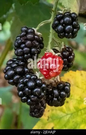 Blackberries (Rubus sp Stock Photo - Alamy