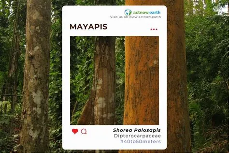 MAYAPIS (Shorea palosapis)