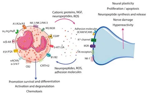 Eosinophils in the Gastrointestinal Tract: Key Contributors to Neuro ...