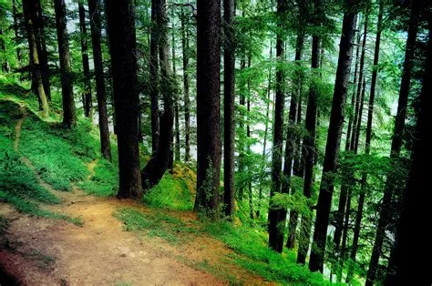 Pine Forest Background 3 Free Stock Photo - Public Domain Pictures