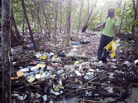 Pollution suffocating mangrove forests in T & T - Cari-Bois ...