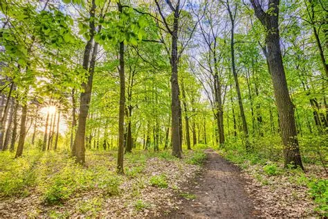 Beautiful forest path landscape background. Bright green leaves, spring ...