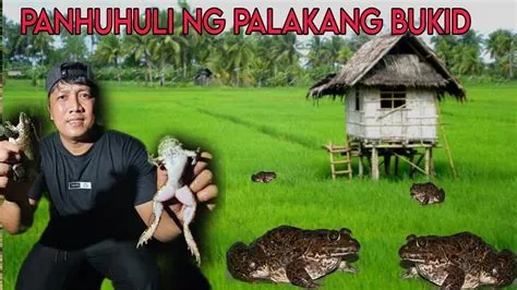 Panghuhuli ng palakang bukid ..Laki ng mga dalag at hito dami huli ...