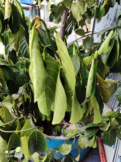 oleh Auliaas di Collage Item Pins di 2025 | Tanaman, Daun, Hijau