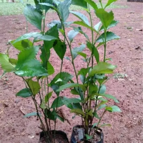 Jual Pohon teh tehan/bibit teh tehan/ cocok untuk pagar halaman ...