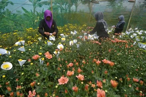 20 Rekomendasi Tanaman Hias Bunga untuk Mempercantik Rumah