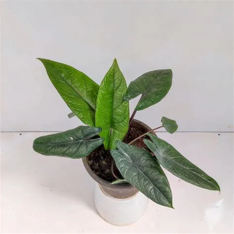 Alocasia Scalprum - NurseryBuy