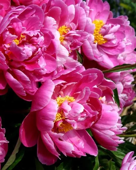 Pink Peonies – Photos Public Domain
