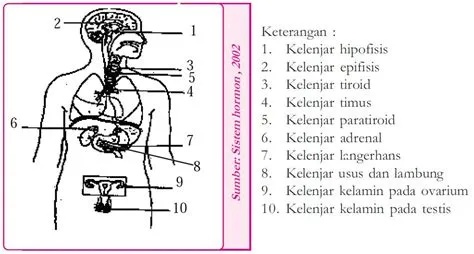 Pengertian, Fungsi dan Macam-macam Hormon serta Kelenjar (Endokrin ...