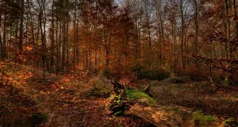 Rare Gallery HD Wallpapers