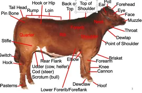 Dairy Cattle External Anatomy at Patricia Pacheco blog