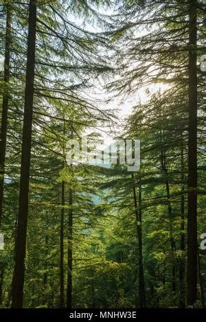 A beautiful trail through a lush pine forest in autumn Stock Photo - Alamy