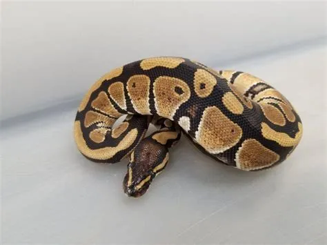 Ball Python Wallpapers - Wallpaper Cave