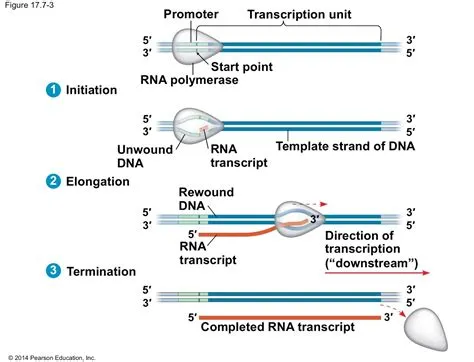 Rute MRT Jakarta Koridor Barat-Timur, fase 1 tahap 1 Tomang-Medan ...