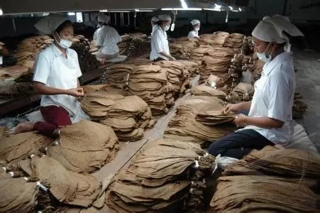 Tembakau Jember - jembersaja