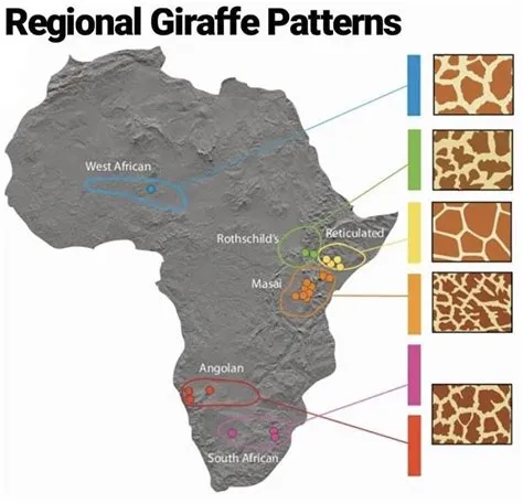 Regional map of giraffes' patterns in Africa - Vivid Maps