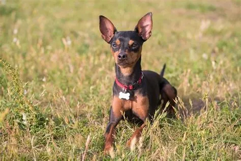 Are German Pinscher Noisy