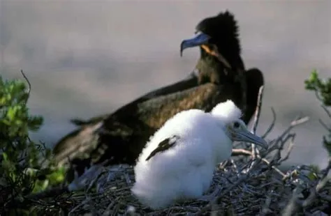The world’s top 10 most unusual and endangered birds - in pictures ...