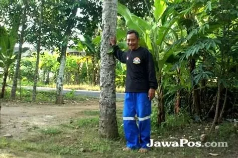 Mengenang 30 Tahun Tsunami Banyuwangi; Air Bah Datang Saat Warga Pancer ...