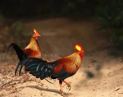 Travel Srilanka - The Wonder of Asia