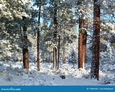 Fresh Snow in an Oregon Ponderosa Pine Forest Stock Photo - Image of ...