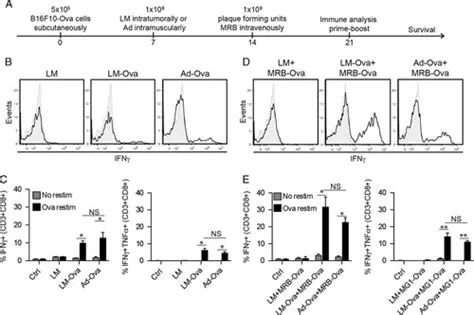 Brief Communication; A Heterologous Oncolytic Bacteria-Virus Prime ...