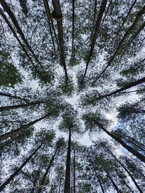 Garahan Jember Stock Photos - Free & Royalty-Free Stock Photos from ...