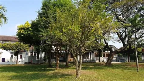 10 Jenis Pohon Peneduh Rumah Terbaik | Bikin Hunian Adem dan Sejuk ...