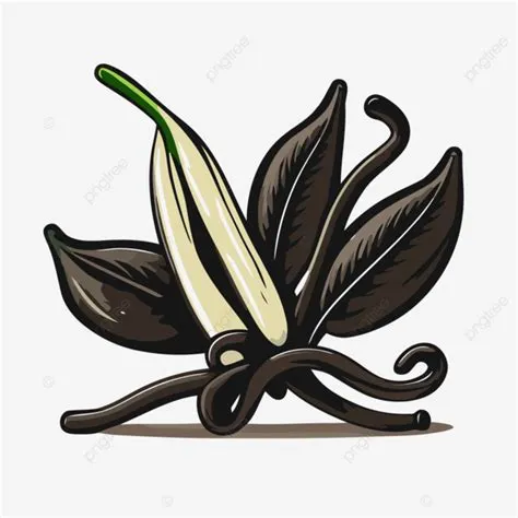 Vanilla Bean Vector, Sticker Clipart Vanilla Bean Is Shown And With A ...