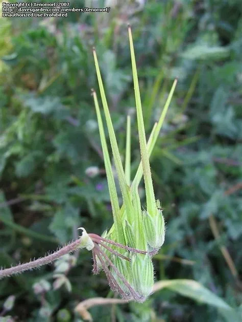 PlantFiles Pictures: Alfilaria, Red-stemmed Filaree, Pin Clover, Pin ...