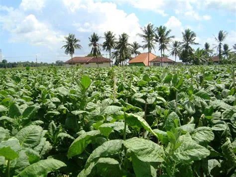 Tembakau Jember - jembersaja