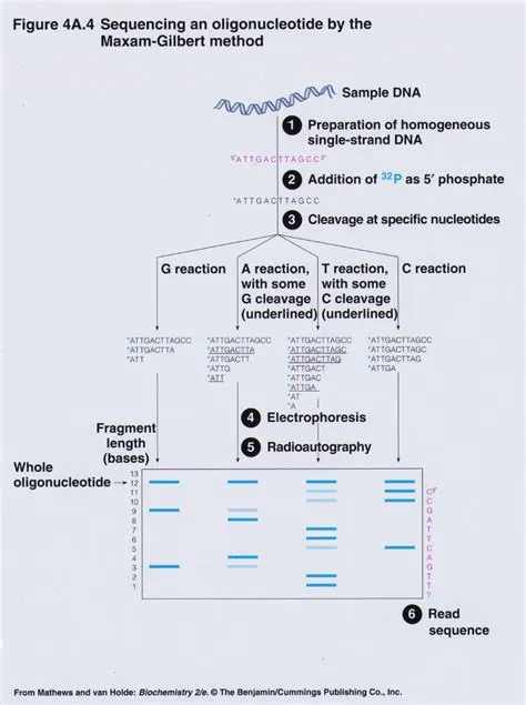 Maxam-Gilbert Sequencing of DNA