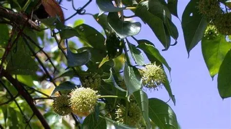 Menguak Manfaat Daun Gambir untuk Kesehatan, Terbukti Ampuh Turunkan ...