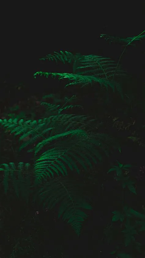 [300+] Dark Green Backgrounds | Wallpapers.com