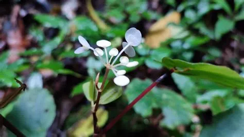 Mengenal 'Begonia Ranoposoensis', Temuan Spesies Baru Tumbuhan Endemik ...