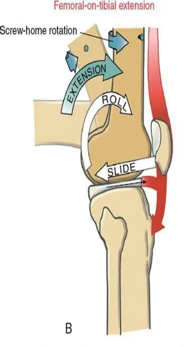 Screw Home Mechanism: Femur on Tibia | Chapter 13, Knee, Chapter