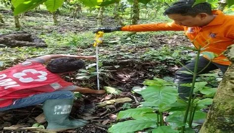 Retakan 700 Meter di Kebun Kopi Silo Jember Berpotensi Longsor