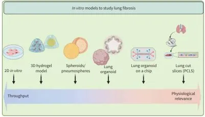 肺纤维化体外模型汇总-尖端生物科技