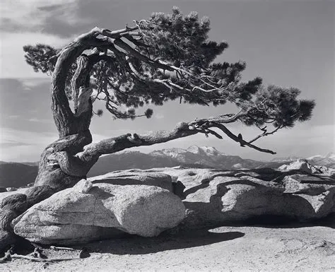 Jeffrey Pine | Ansel adams, Black and white landscape, Ansel adams ...