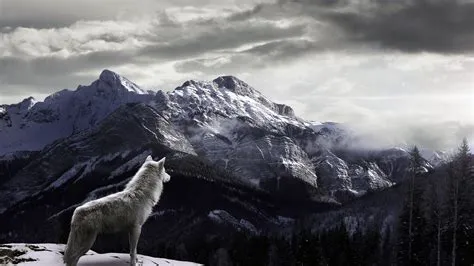 Cool Pictures of Wolves Wallpapers (59+ images)