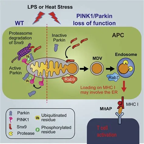 Parkinson’s Disease-Related Proteins PINK1 and Parkin Repress ...