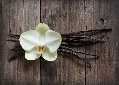 Types of Vanilla Beans – What’s the Best For You?