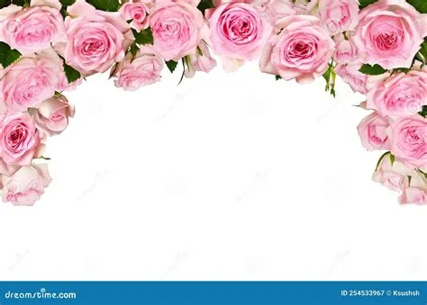Rose Flower Border Background at Amparo Roberts blog